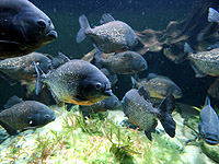 Пираньи атакуют туристов на пляжах Бразилии