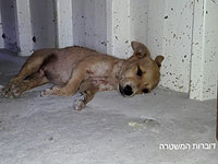 В деревне Ибилин обнаружены животные, подвергающиеся издевательствам