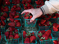 Саудовская Аравия запретила импорт египетской клубники