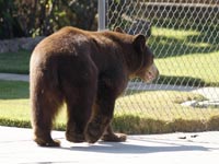 Медведь убил 16-летнего участника марафона