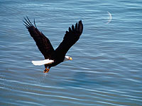 Видео с белоголовым орланом, ворующим у рыбаков наживку, стало хитом социальных сетей

