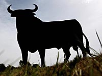 В Болгарии прервали матч из-за прогуливавшегося по полю быка