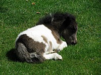 На пони-ферме в Ленинградской области родился 