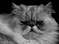 Кошку из Газы, оказавшуюся в критическом состоянии, срочно доставили в Израиль