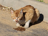 В Facebook опубликовано видео отравителя кошек в Ор-Акиве
