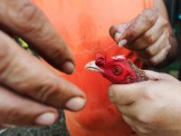 Индианка убила своего  свекра, сжав до крови его тестикулы 
