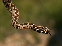 На Голанских высотах гадюка укусила пожилую женщину во время сбора черешни