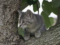 Подросток получил тяжелые ожоги и лишился обеих рук, пытаясь спасти котенка