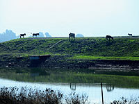 90 лет спустя: река Харод вернулась в свое исконное русло
