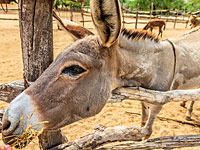  Житель Пакистана казнил 8-летнего ребенка, привязав мальчика к ослу