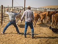 Кибуц Мером Голан: знакомство с израильскими