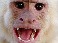 Обезьяна, сбежавшая из цирка под Рязанью, напала на женщину