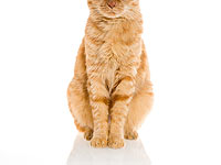 Умер кот Стаббс, почетный мэр местности Талкитна в Аляске