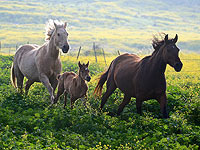 Житель Нацерета убил соседа саблей из-за подозрений в краже коня
