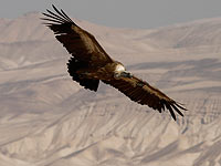 В Израиле увеличилась популяция белоголовых сипов