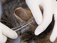 Японка умерла от передающейся клещами болезни, которой она заразилась от кошки