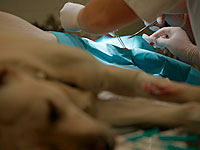 Задержан житель Бат-Яма, подозреваемый в издевательствах над собакой