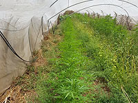 На юге страны обнаружены теплицы с 2800 саженцами конопли