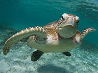 Исследование: тонны пластика убивают средиземноморских черепах