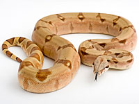 Американка позвонила по номеру 911 и сообщила, что  гибнет в