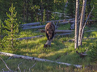 Пожилой японский каратист сумел отбиться от нападавшего медведя