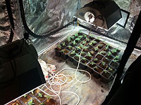 В Петах-Тикве обнаружена теплица с коноплей