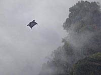 Россиянки установили рекорд в вингсьюте