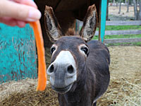 Арестован житель Арканзаса, который  регулярно насиловал ослицу соседей
