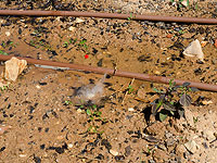 Мексиканская компания приобрела 