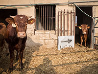 Полиция: на 18% снизилось количество преступлений в сфере сельского хозяйства