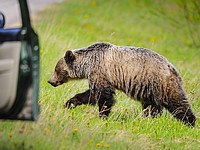 В США медведь 