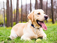 
Пенсионер оскорбил хозяина заболевшей собаки, 