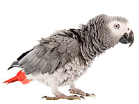 Попугай Рокки помог полиции задержать вора, совершившего серию краж в Кенте