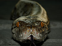 В США умер  годовалый  ребенок, которого нашли в доме, полном змей