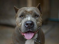 Питбуль, покусавший участников драки в Тамре, был убит в ходе