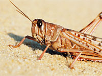 В Швейцарии начнут продавать гамбургеры из червей
