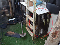 Житель Ришон ле-Циона задержан за сожжение живьем 80 попугаев