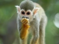 В зоопарке Рамат-Гана макака 