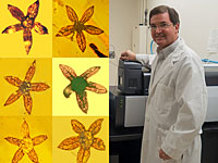 В Мьянме найдены куски янтаря с цветами, попавшими туда 100 миллионов лет назад
