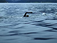 Польский спортсмен переплыл Балтийское море за 28.5 часов