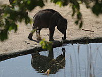 Миллионерша из США жертвует свое состояние зоопарку Кельна – по просьбе мужа-еврея