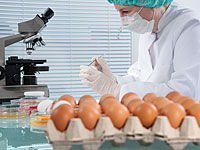 50-летняя женщина в тяжелом состоянии из-за зараженных сальмонеллой яиц