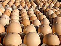 Минздрав изъял 225 тысяч яиц, зараженных сальмонеллой
