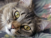 В квартире 60-летней женщины обнаружены 130 голодных кошек