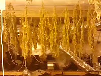 Подозрение: отец с сыном вырастили 170 килограммов конопли в мошаве Зейтан