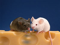 Ученые: голодание вызывает рост волос