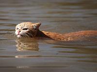 В Гарварде состоялось вручение Шнобелевской премии