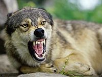 За четыре месяца в Израиле зафиксировано 10 нападений волков на детей