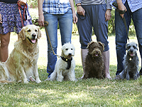 Идиш для собак: домашние питомцы помогают евреям сохранить забытый язык