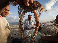 Охота на голубых крабов около побережья Газы. Фоторепортаж